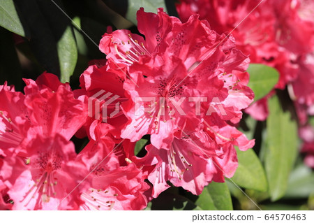 明亮的杜鵑花 明亮的杜鵑花 64570463