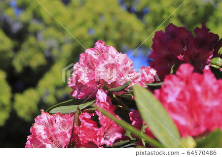 明亮的杜鵑花 明亮的杜鵑花 64570486