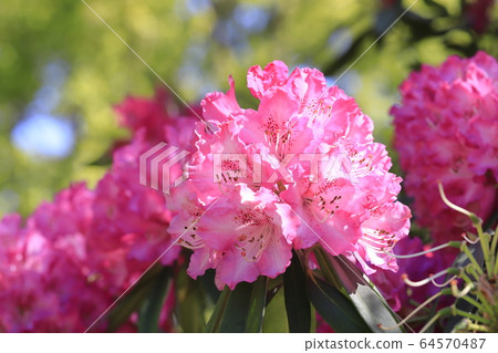 明亮的杜鵑花 明亮的杜鵑花 64570487