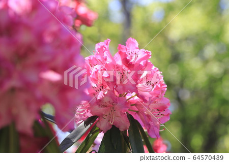 明亮的杜鵑花 64570489