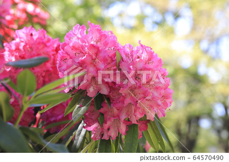 明亮的杜鵑花 明亮的杜鵑花 64570490