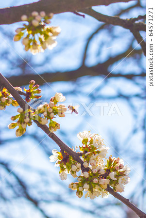 bee pollinates spring cherry blossom bee pollinates spring cherry blossom 64571271