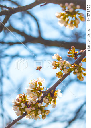 bee pollinates spring blossom bee pollinates spring blossom 64571272