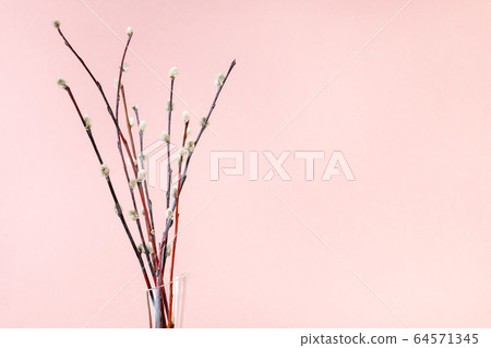 bunch of flowering pussy-willow twigs on pink 64571345