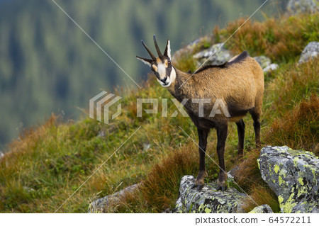 Interested tatra chamois standing in steep slope of hillside in summer. 64572211