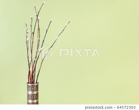 bunch of flowering pussy-willow twigs on olive 64572303