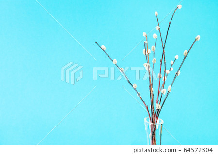 bunch of downy pussy-willow twigs on blue green 64572304