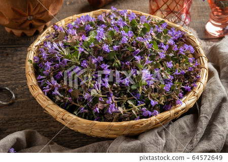 Fresh ground-ivy flowers in a basket on a table 64572649