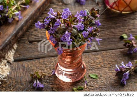 Fresh blooming ground-ivy plant in a vase 64572650