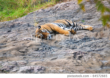 Beautiful Royal Bengal Tiger resting in Ranthambore National Park, Rajasthan, India Beautiful Royal Bengal Tiger resting in Ranthambore National Park, Rajasthan, India 64572665