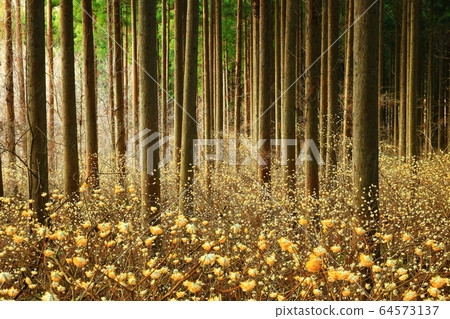 Mitumata no Mori Mitumata no Mori 64573137