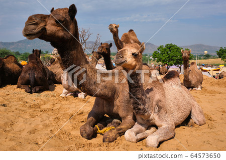 Camels at Pushkar Mela Pushkar Camel Fair , India Camels at Pushkar Mela Pushkar Camel Fair , India 64573650