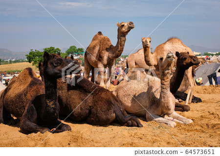 Camels at Pushkar Mela Pushkar Camel Fair , India 64573651