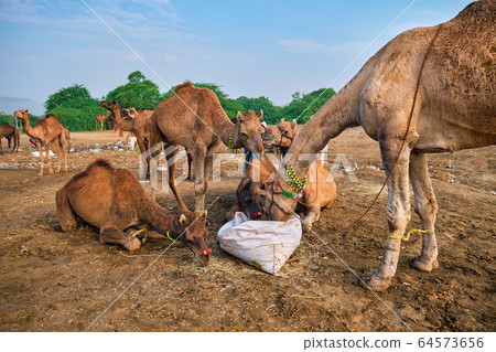 Camels at Pushkar Mela Pushkar Camel Fair , India Camels at Pushkar Mela Pushkar Camel Fair , India 64573656