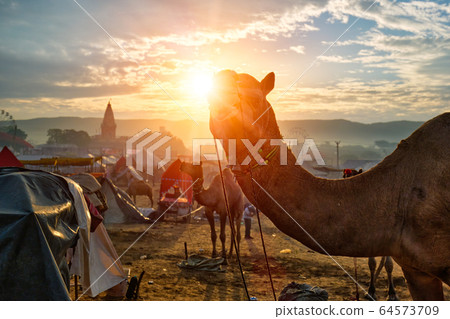 Camel at Pushkar Mela camel fair at sunset. Pushkar, Rajasthan, India 64573709