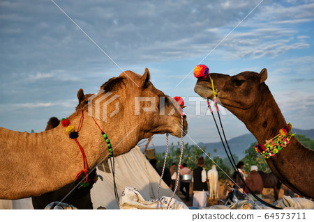 Camels at Pushkar Mela Pushkar Camel Fair , India 64573711
