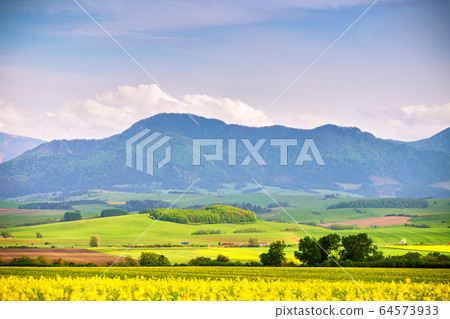 Blooming spring landscape. Yellow colza fields and Blooming spring landscape. Yellow colza fields and 64573933