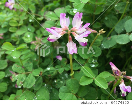 Lotus herb 64574560