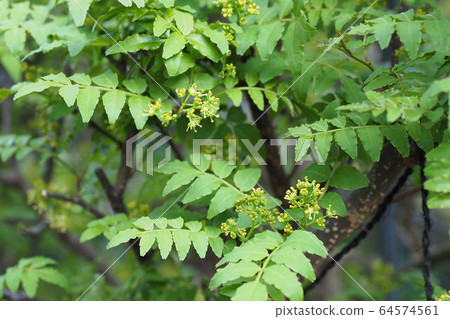 Sansho home garden Sansho home garden 64574561