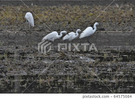Great egret, decorative feathers 64575084