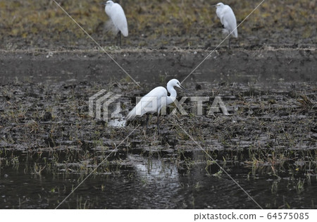 Daisies, decorative wings 64575085