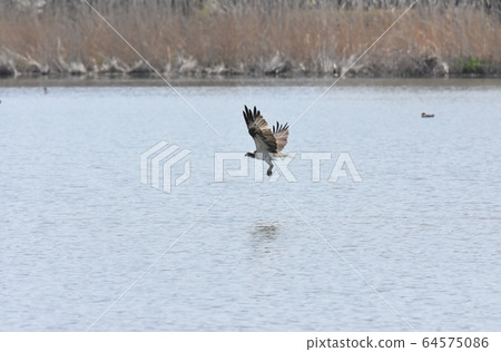 Osprego flight 64575086