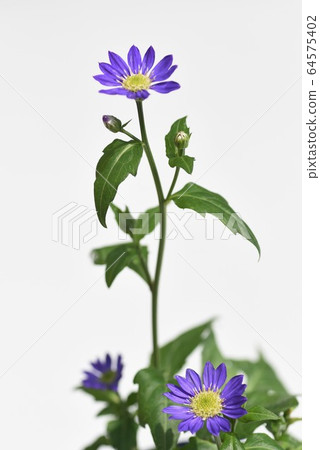 Miyako Wasabi flowers-Background image Miyako Wasabi flowers-Background image 64575402