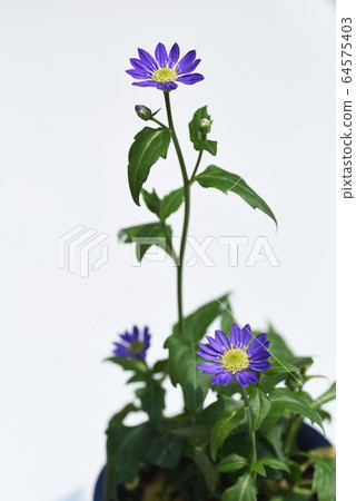 Miyako Wasabi flowers-Background image Miyako Wasabi flowers-Background image 64575403