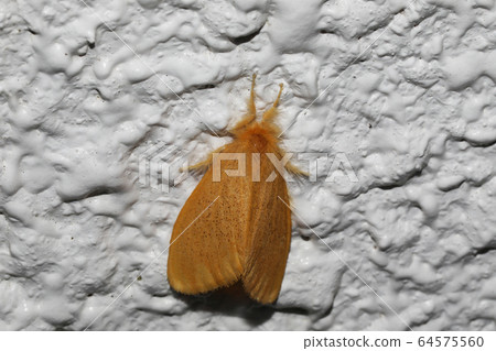 ARNA Pseudoconspersa ARNA Pseudoconspersa 64575560