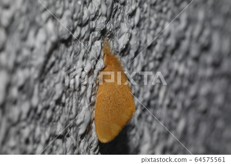 ARNA Pseudoconspersa ARNA Pseudoconspersa 64575561