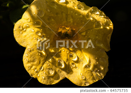 Yellow flower in spring with raindrops on dark background. 64575735