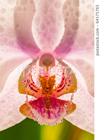 Pink orchid closeup of flower. Backlit natural light. 64575765