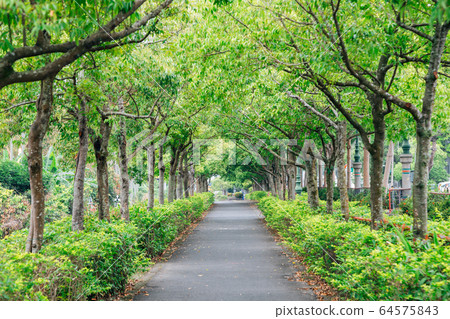 Summer green tree lined road 64575843