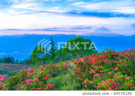 Morning glow seen from Mt. Amari and Mt. Fuji Astragalus azalea [Yamanashi Prefecture] 64576180