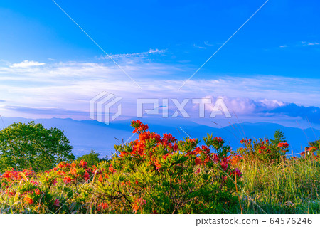從阿瑪里山和富士山黃芪杜鵑花[山梨]看到的晨光 64576246