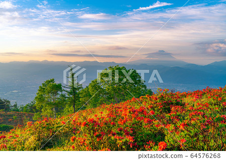 從阿瑪里山和富士山黃芪杜鵑花[山梨]看到的晨光 64576268