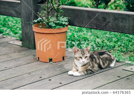 Cat in Houtong cat village, Taiwan 64576365