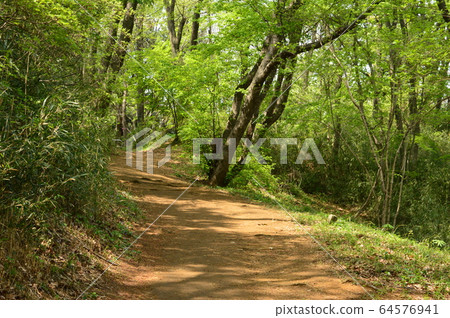 The plants of Naganuma Park in spring are like this: Hachioji The plants of Naganuma Park in spring are like this: Hachioji 64576941