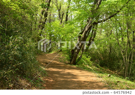 The plants of Naganuma Park in spring are like this: Hachioji The plants of Naganuma Park in spring are like this: Hachioji 64576942