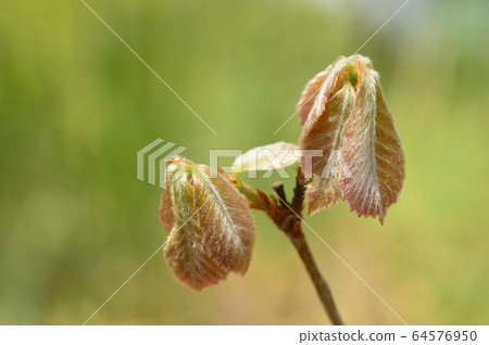 The plants of Naganuma Park in spring are like this: Hachioji The plants of Naganuma Park in spring are like this: Hachioji 64576950