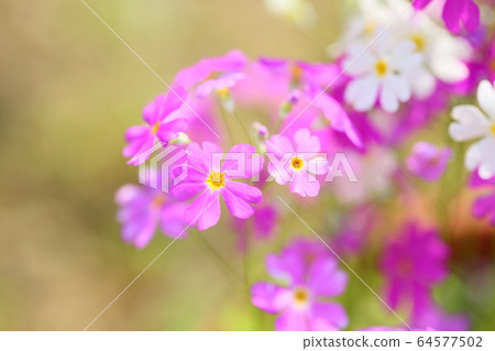 報春花Marcoides花 報春花Marcoides花 64577502