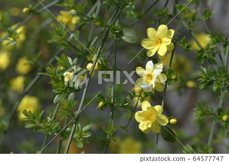 Yellow plum 64577747