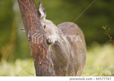 Ezo deer during the hair-replacement period when winter hair changes to summer hair (Shiretoko, Hokkaido) 64577767
