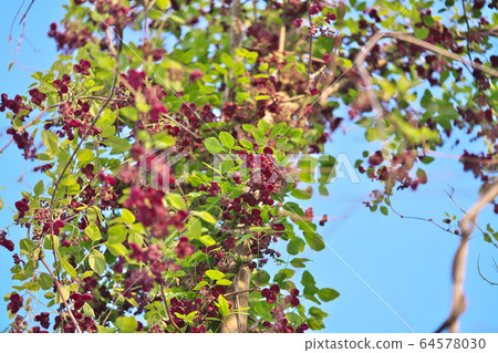 Mitsuba Abe Flower Flower Mitsuba Abe Flower Flower 64578030