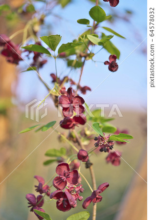 Mitsuba安倍花花 Mitsuba安倍花花 64578032