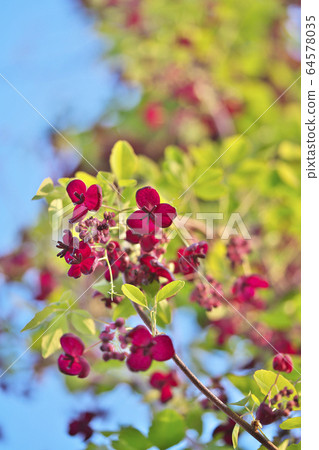 Mitsuba安倍花花 Mitsuba安倍花花 64578035