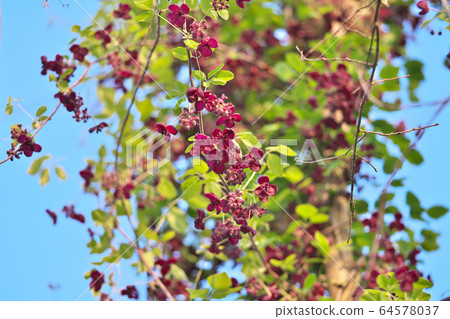 Mitsuba Abe Flower Flower 64578037