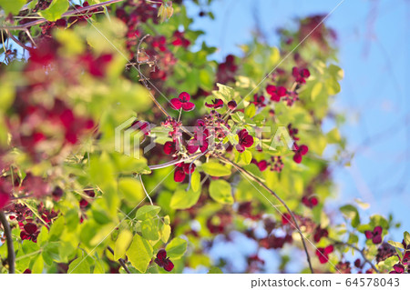 Mitsuba Abe Flower Flower Mitsuba Abe Flower Flower 64578043
