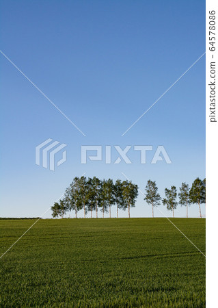Green wheat field and birch trees at Biei town Green wheat field and birch trees at Biei town 64578086