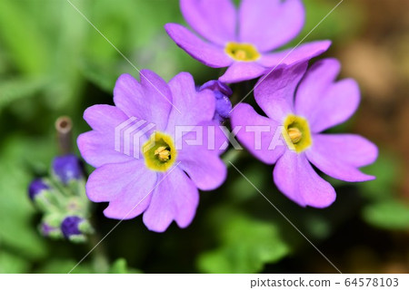 Yuki Warri Kozakura 64578103